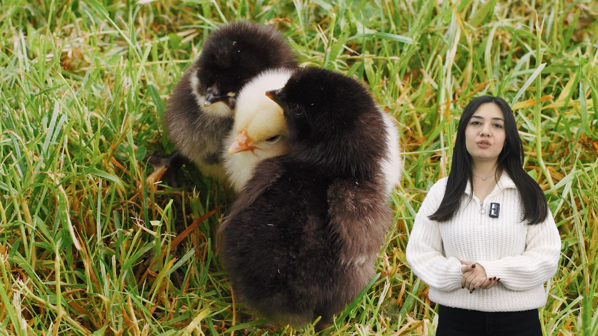 Civcivler sarı olmak zorunda mı❓🐣